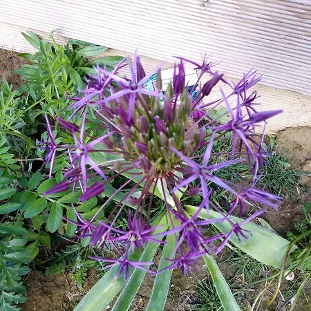 Privatunterkunft Fraisier, Artres - Valenciennes Querenaing