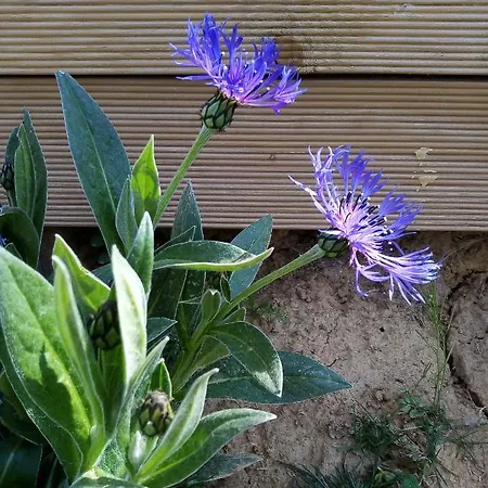 Fraisier, Artres - Valenciennes Querenaing