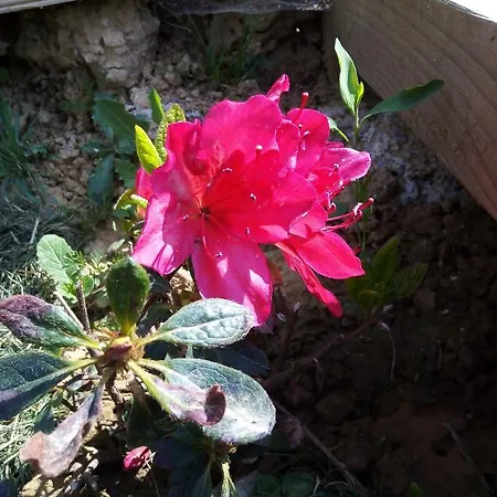 Fraisier, Artres - Valenciennes Homestay Querenaing