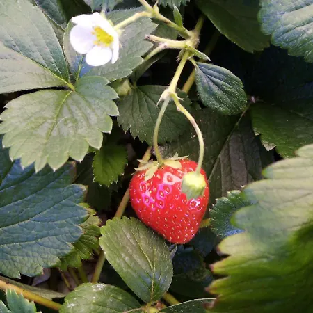 Privat bolig Fraisier, Artres - Valenciennes Querenaing