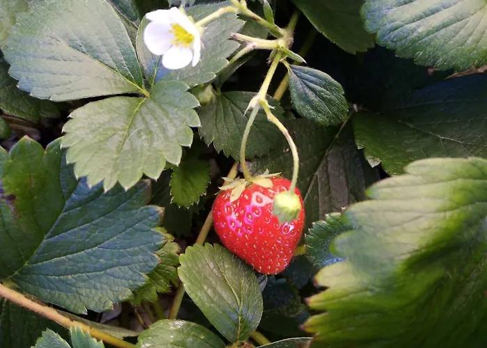 Homestay Fraisier, Love Room Valenciennes Avec Spa Privatif Querenaing